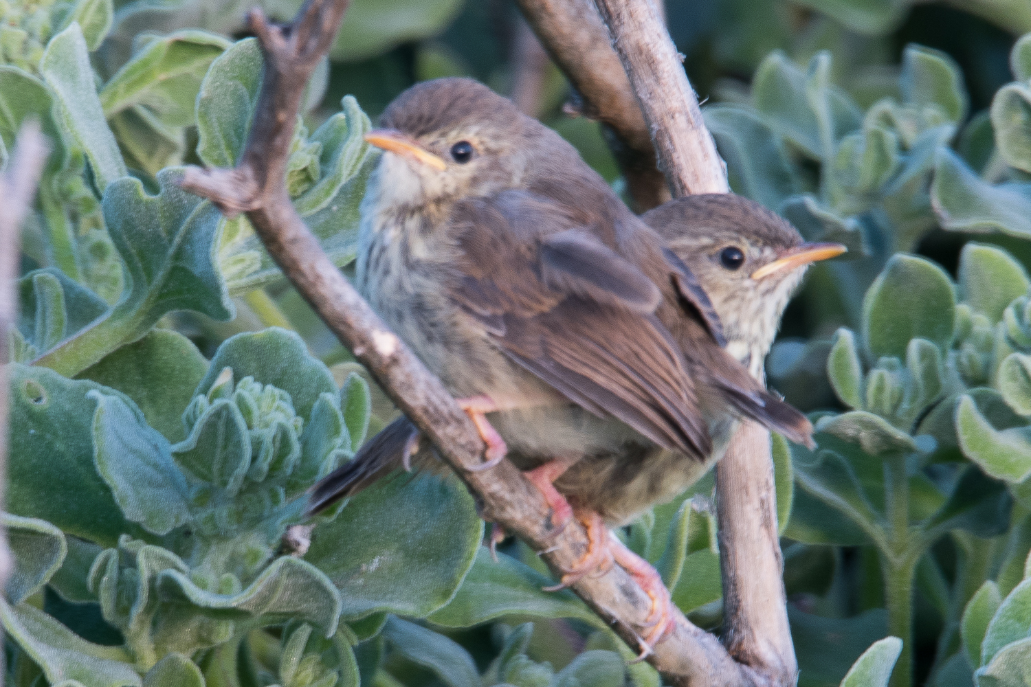 Prinias du Karoo juvéniles (Karoo prinia, Prinia maculosa)